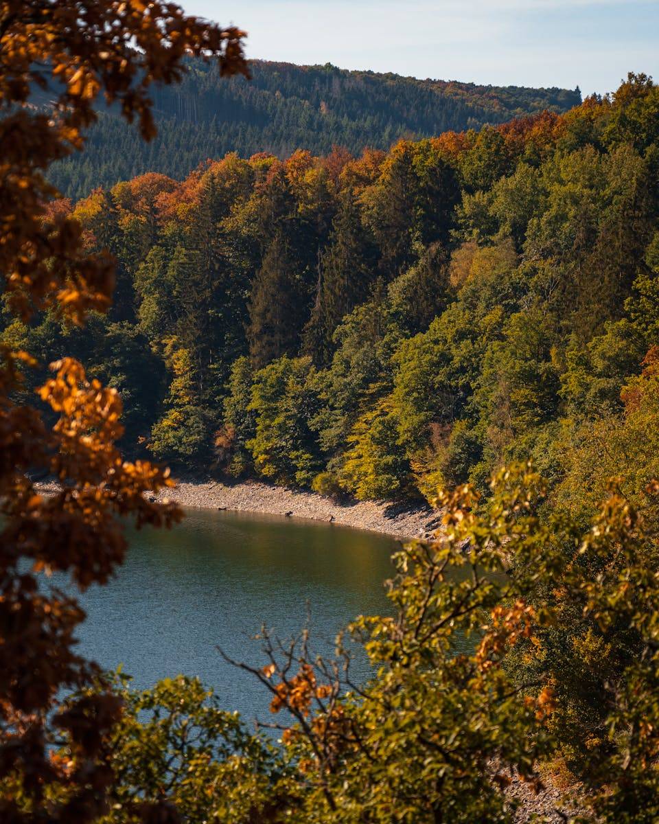 Tranquil view of a lakeshore in Luxembourg surrounded by vibrant autumn foliage and dense forest.