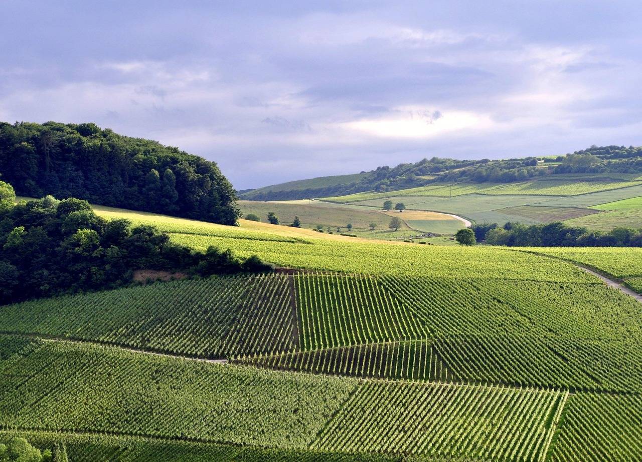 summer, nature, grapes, luxembourg